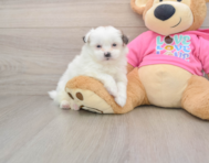 8 week old Shih Pom Puppy For Sale - Pilesgrove Pups