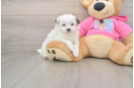 Small Shih Pom Baby