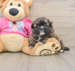 7 week old Shih Pom Puppy For Sale - Pilesgrove Pups