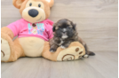 Best Shih Pom Baby