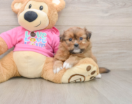 5 week old Shih Pom Puppy For Sale - Pilesgrove Pups