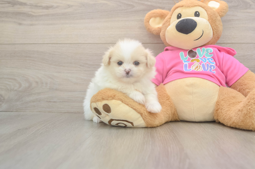 5 week old Shih Pom Puppy For Sale - Pilesgrove Pups
