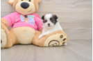 Petite Shih Pom Designer Pup