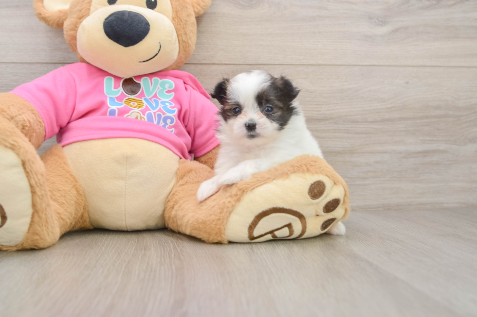 Petite Shih Pom Designer Pup