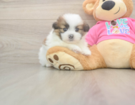5 week old Shih Pom Puppy For Sale - Pilesgrove Pups