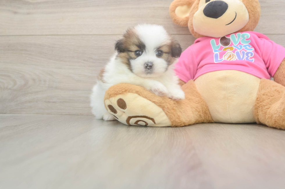 5 week old Shih Pom Puppy For Sale - Pilesgrove Pups
