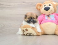 7 week old Shih Pom Puppy For Sale - Pilesgrove Pups