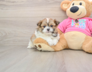 7 week old Shih Pom Puppy For Sale - Pilesgrove Pups