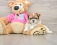 6 week old Shih Pom Puppy For Sale - Pilesgrove Pups
