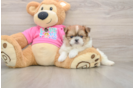 Little Pomtzu Designer Puppy
