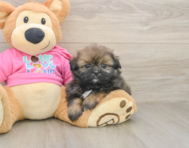5 week old Shih Pom Puppy For Sale - Pilesgrove Pups