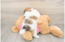 Happy Shih Pom Baby