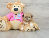 6 week old Shih Pom Puppy For Sale - Pilesgrove Pups