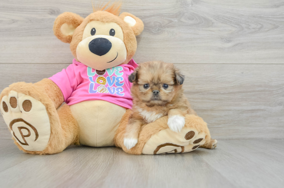 6 week old Shih Pom Puppy For Sale - Pilesgrove Pups