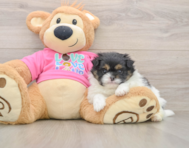 7 week old Shih Pom Puppy For Sale - Pilesgrove Pups
