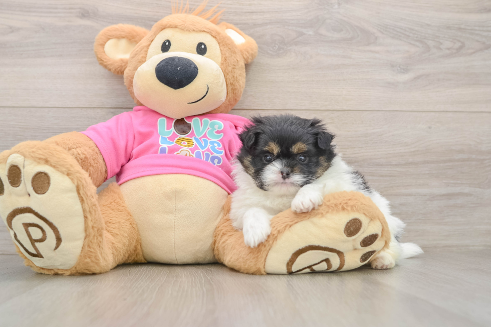 Petite Shih Pom Designer Pup