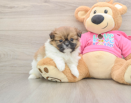 7 week old Shih Pom Puppy For Sale - Pilesgrove Pups