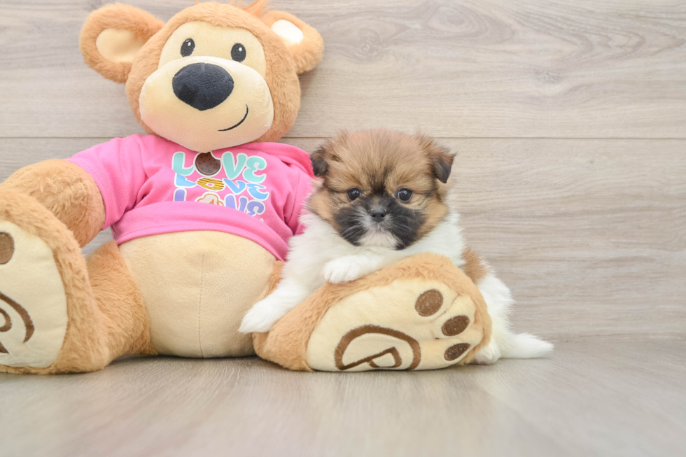 Shih Pom Puppy for Adoption