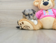 6 week old Shih Pom Puppy For Sale - Pilesgrove Pups