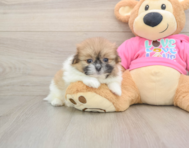 12 week old Shih Pom Puppy For Sale - Pilesgrove Pups