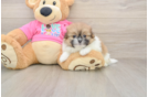 Best Shih Pom Baby