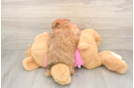 Hypoallergenic Pomtzu Designer Puppy