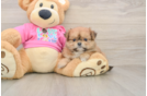 Shih Pom Puppy for Adoption