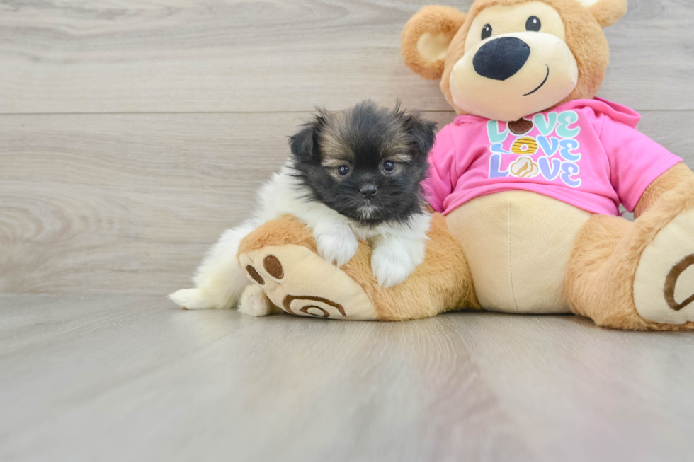 Friendly Shih Pom Baby