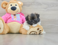 6 week old Shih Pom Puppy For Sale - Pilesgrove Pups