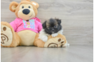 Cute Shih Pom Baby