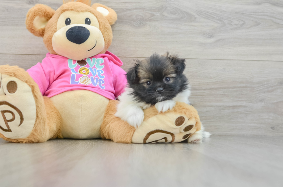 6 week old Shih Pom Puppy For Sale - Pilesgrove Pups