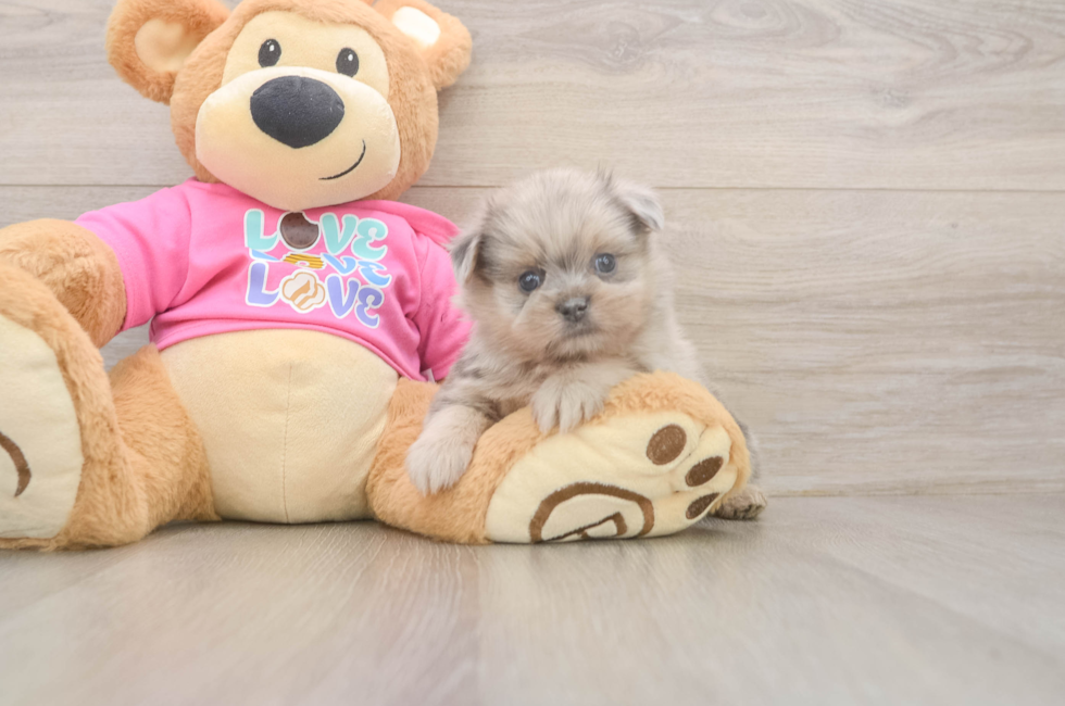 6 week old Shih Pom Puppy For Sale - Pilesgrove Pups