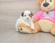 5 week old Shih Pom Puppy For Sale - Pilesgrove Pups