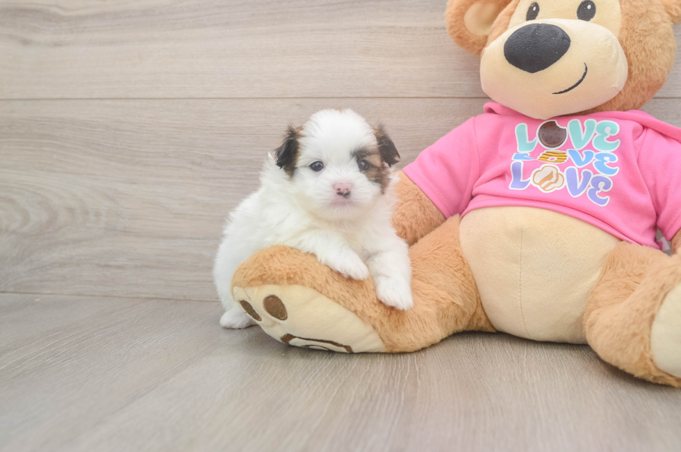 5 week old Shih Pom Puppy For Sale - Pilesgrove Pups