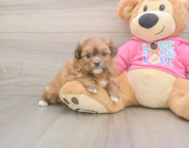 5 week old Shih Pom Puppy For Sale - Pilesgrove Pups