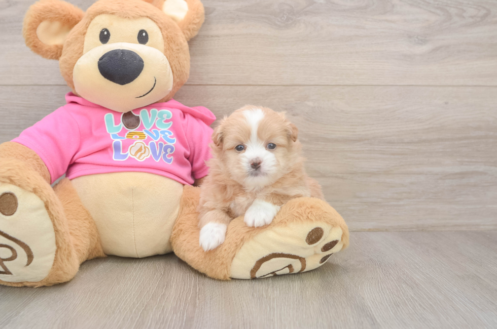 5 week old Shih Pom Puppy For Sale - Pilesgrove Pups