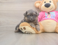 5 week old Shih Pom Puppy For Sale - Pilesgrove Pups