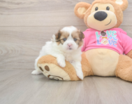 5 week old Shih Pom Puppy For Sale - Pilesgrove Pups