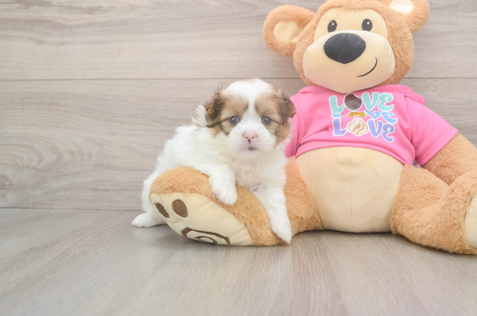 5 week old Shih Pom Puppy For Sale - Pilesgrove Pups