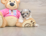 6 week old Shih Pom Puppy For Sale - Pilesgrove Pups