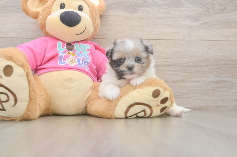 6 week old Shih Pom Puppy For Sale - Pilesgrove Pups