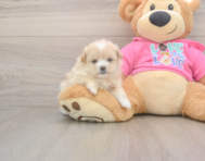 5 week old Shih Pom Puppy For Sale - Pilesgrove Pups