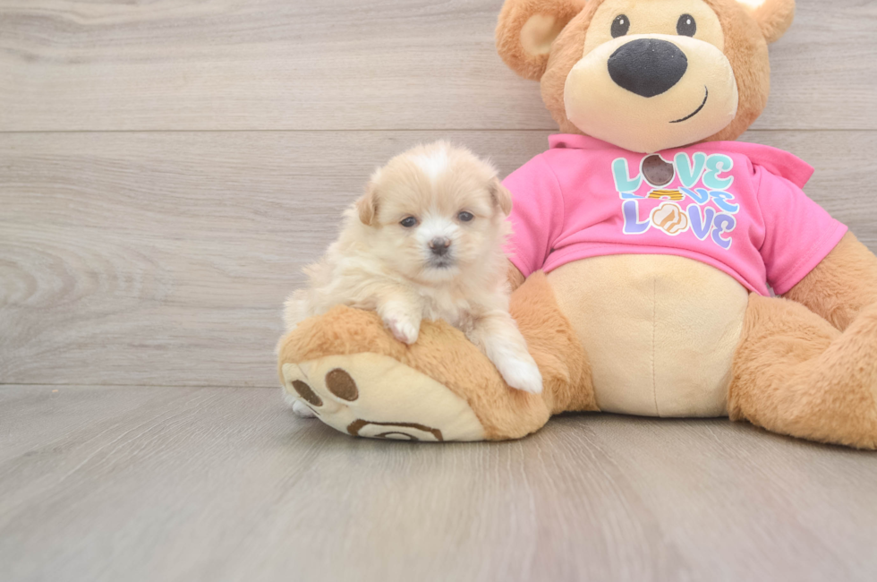 5 week old Shih Pom Puppy For Sale - Pilesgrove Pups