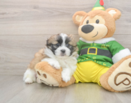 5 week old Shih Pom Puppy For Sale - Pilesgrove Pups