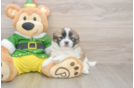 Friendly Shih Pom Baby
