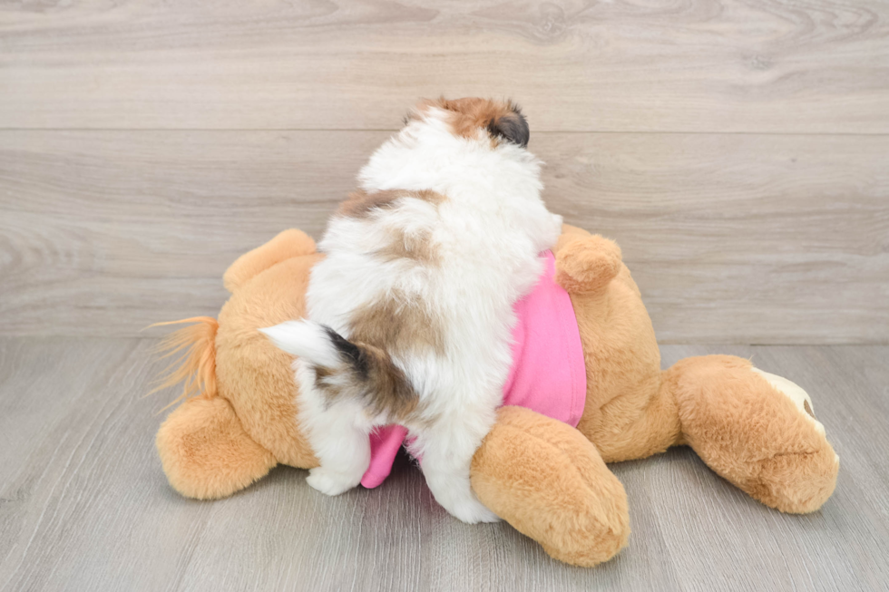 Popular Shih Pom Designer Pup