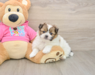 6 week old Shih Pom Puppy For Sale - Pilesgrove Pups