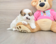 8 week old Shih Pom Puppy For Sale - Pilesgrove Pups