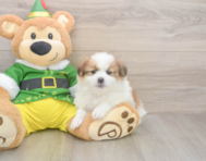 5 week old Shih Pom Puppy For Sale - Pilesgrove Pups