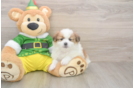 Fluffy Shih Pom Designer Pup